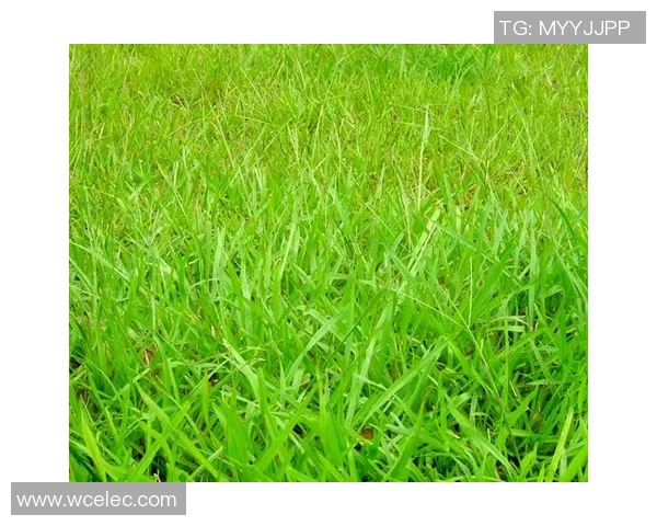 从种子到草坪：实验室培育完美草坪草的奇妙旅程